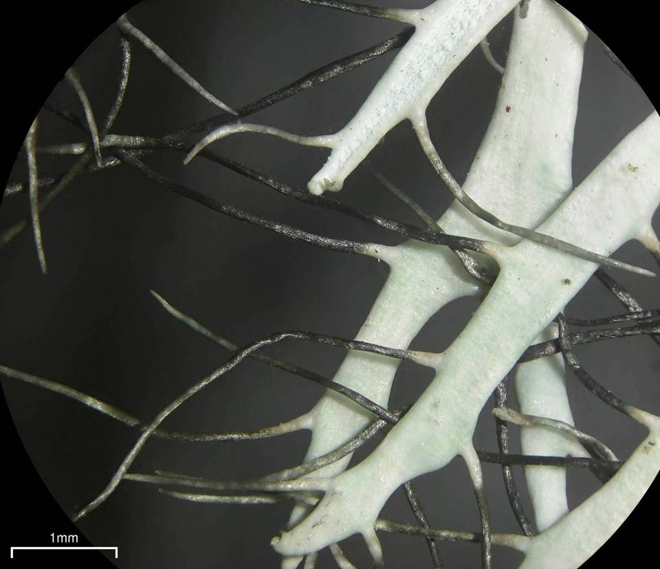 Heterodermia lutescens image