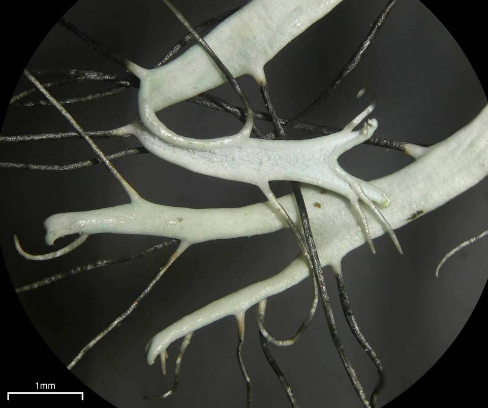Heterodermia lutescens image