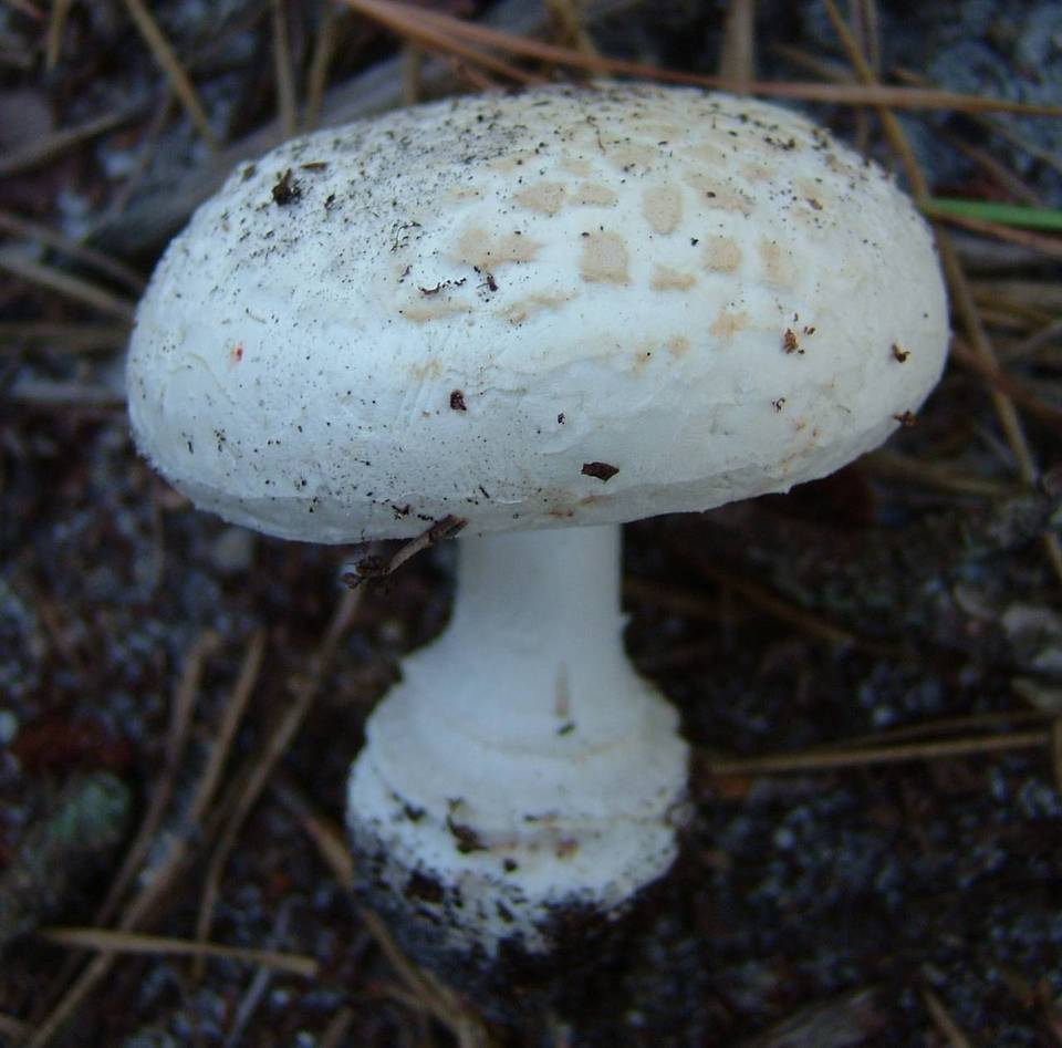 Amanita scalaris image