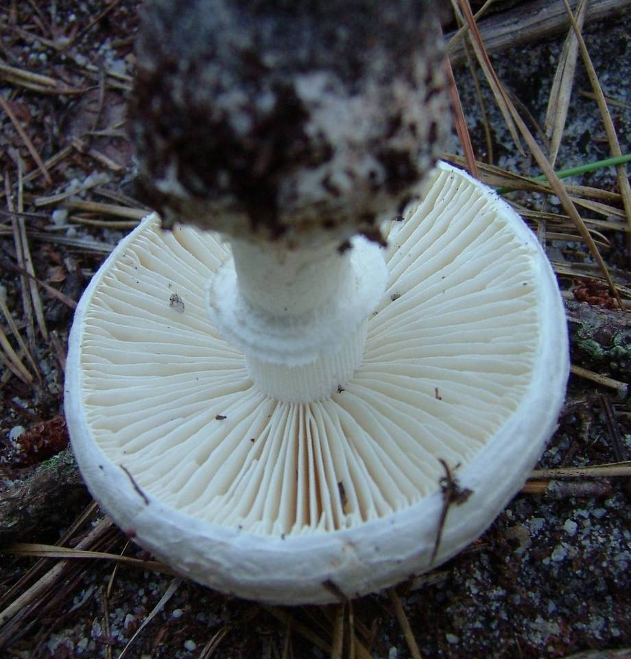 Amanita scalaris image