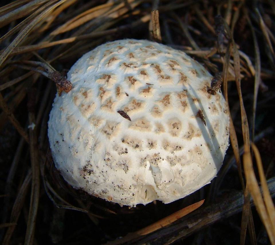 Amanita scalaris image