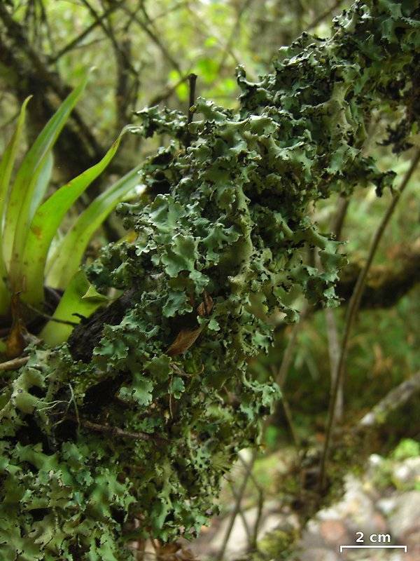 Lobariella exornata image