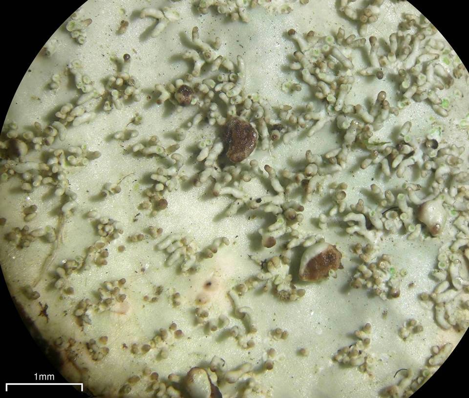 Lobariella exornata image