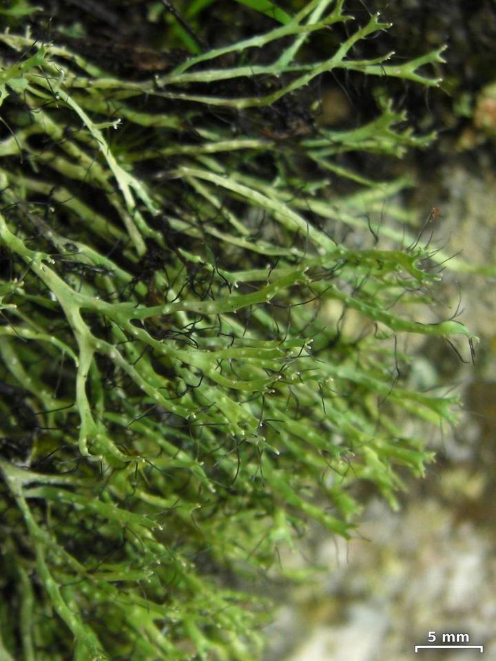 Heterodermia verrucifera image