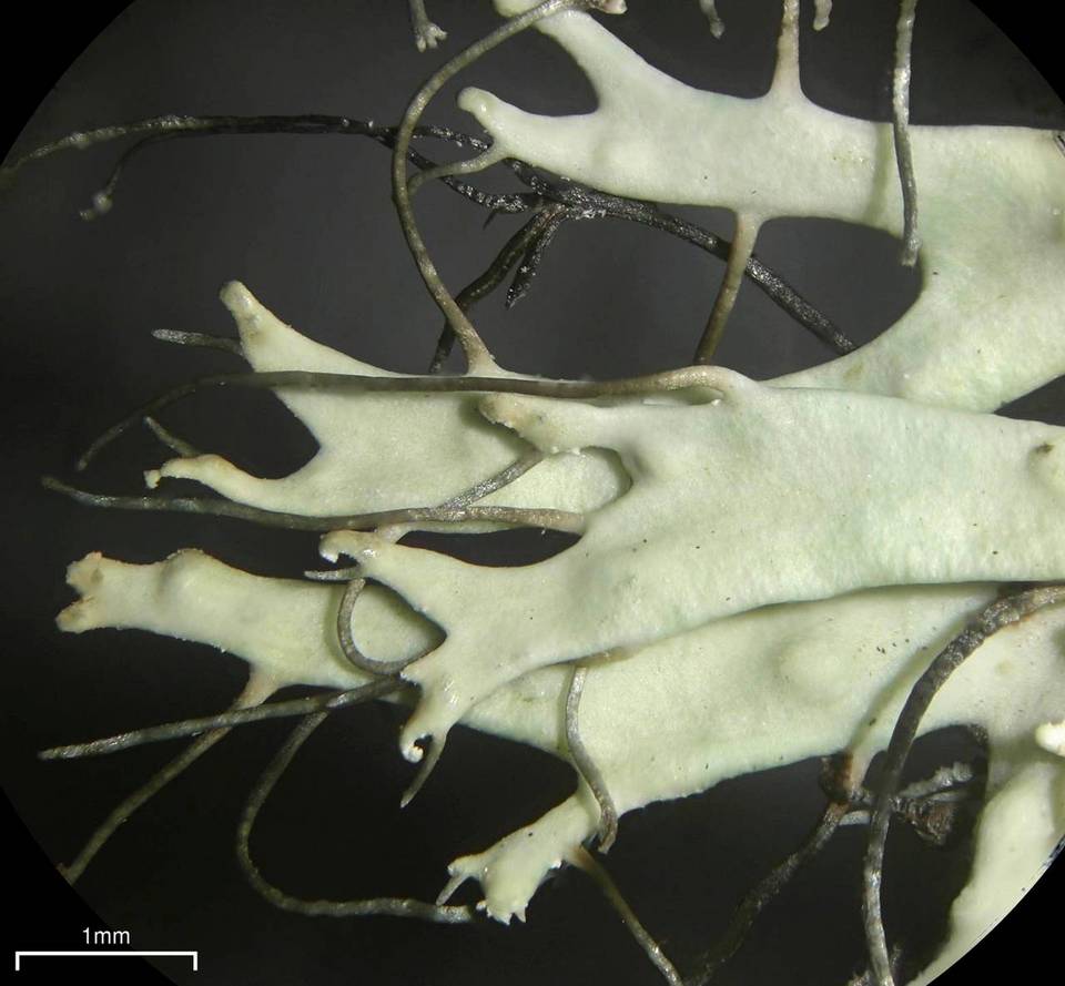 Heterodermia verrucifera image
