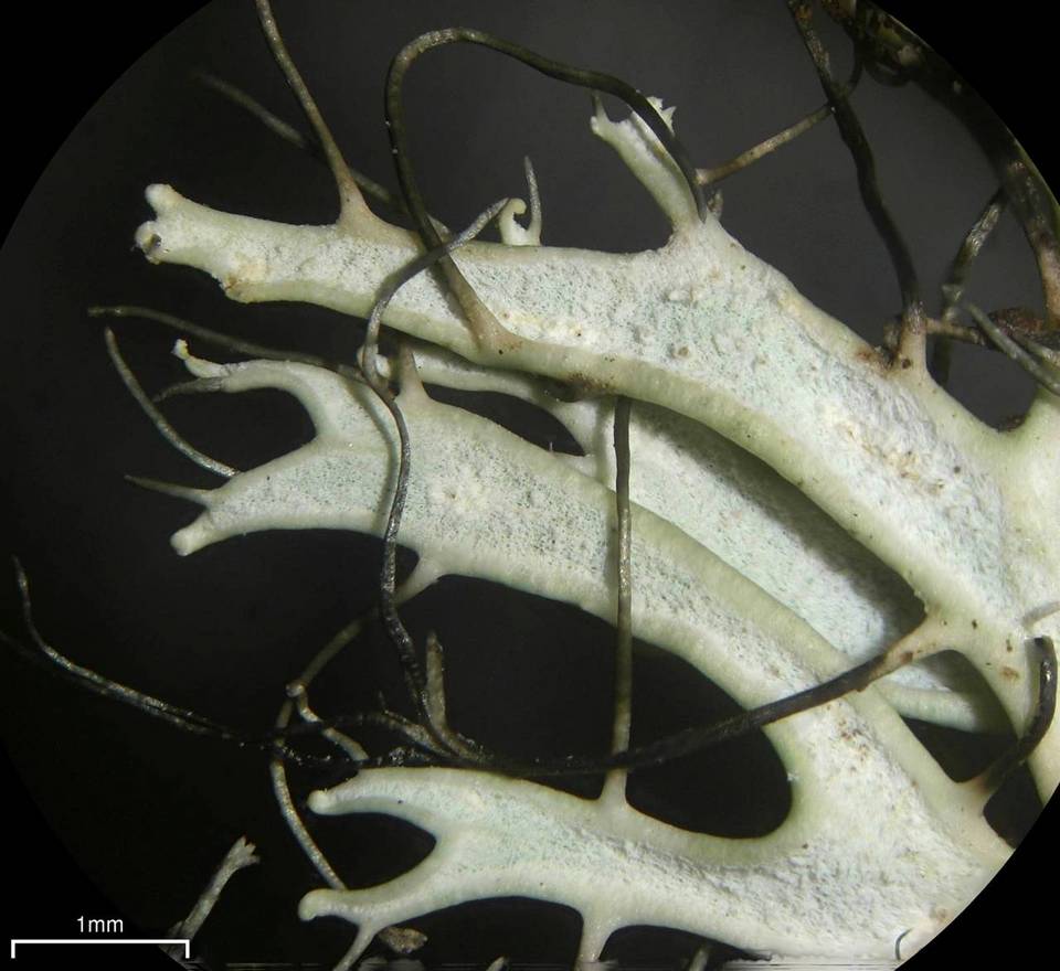 Heterodermia verrucifera image