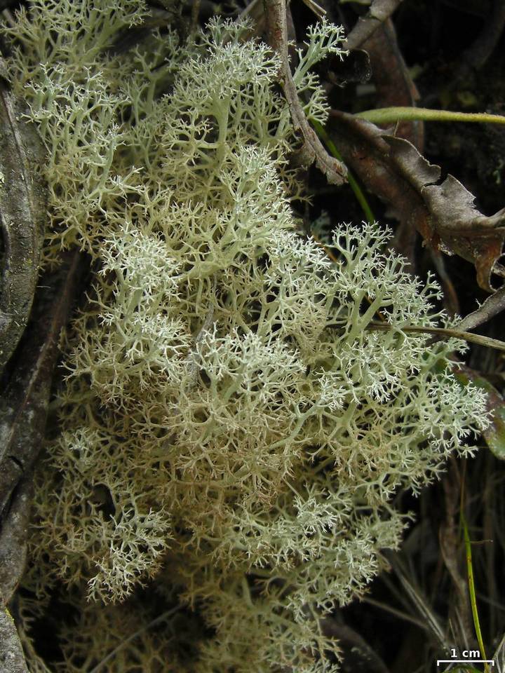 Cladonia polia image