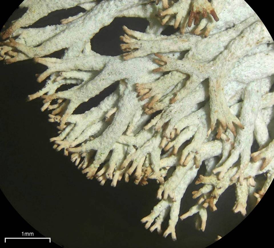 Cladonia polia image