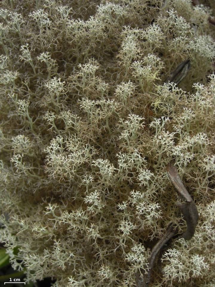 Cladonia polia image