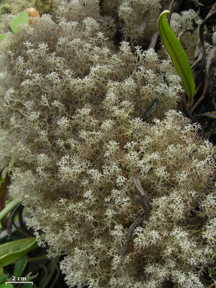Cladonia polia image