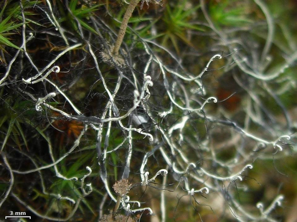 Heterodermia circinalis image