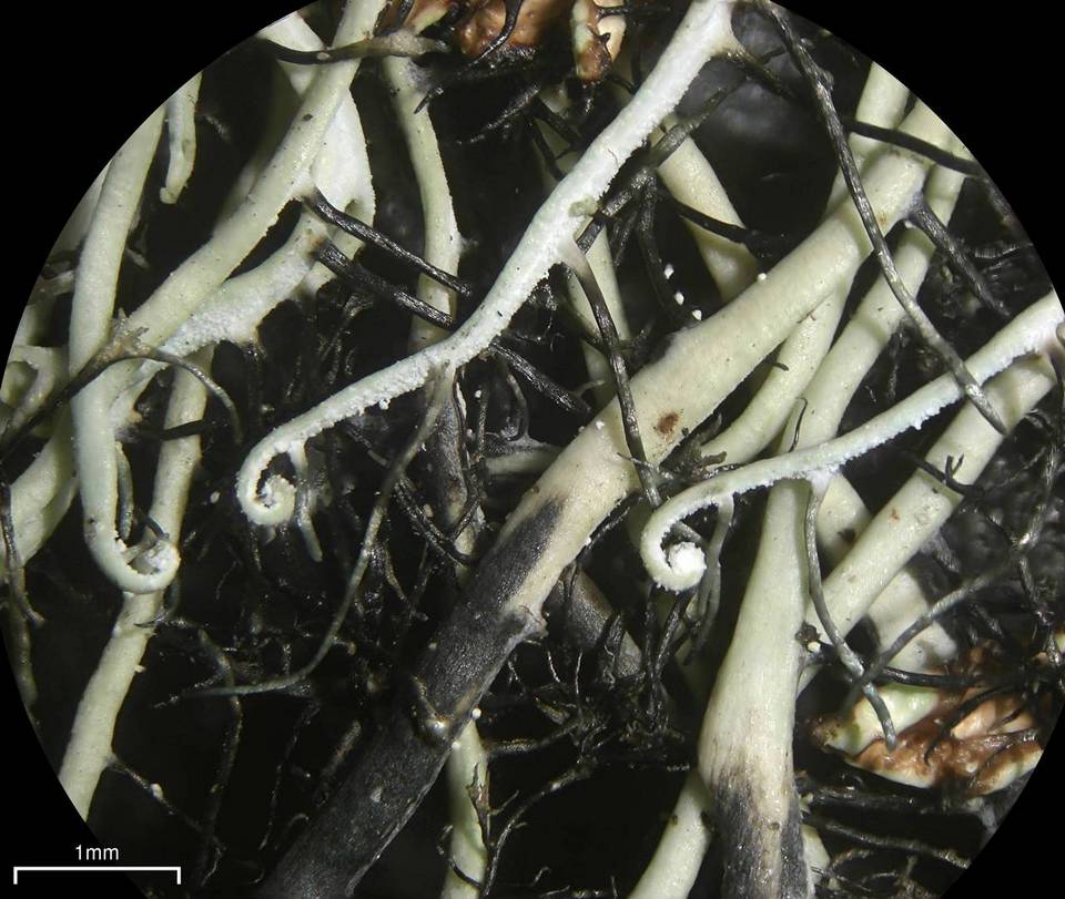 Heterodermia circinalis image