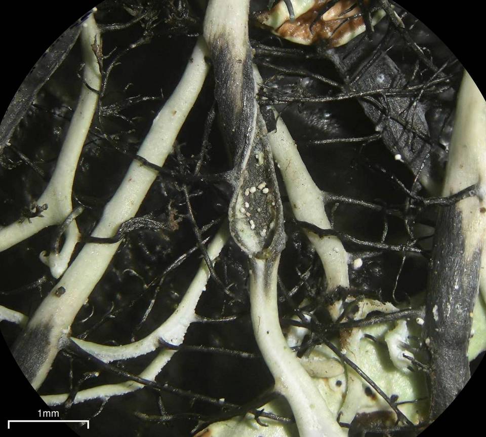 Heterodermia circinalis image