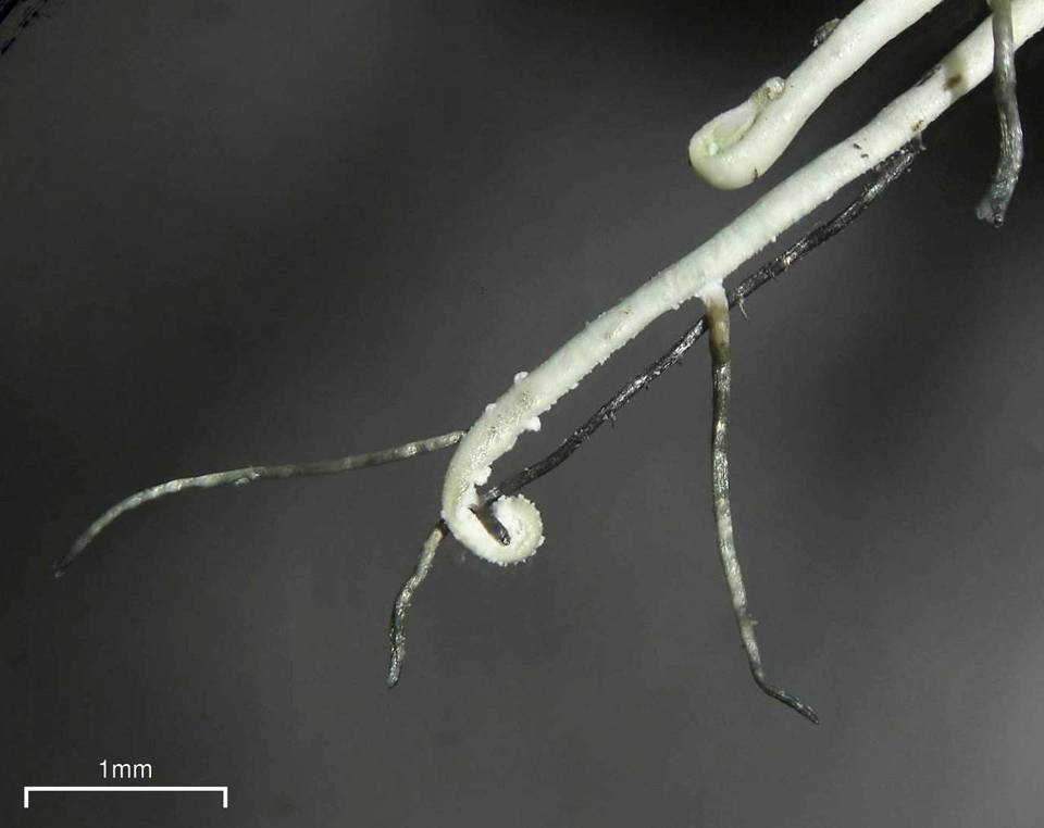 Heterodermia circinalis image