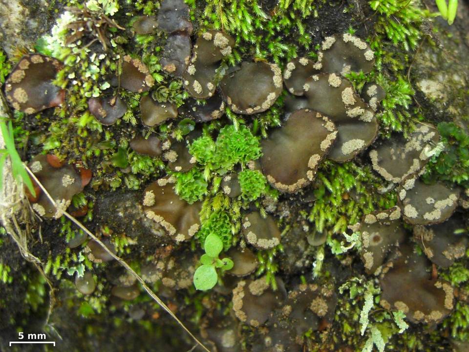 Peltigera ulcerata image