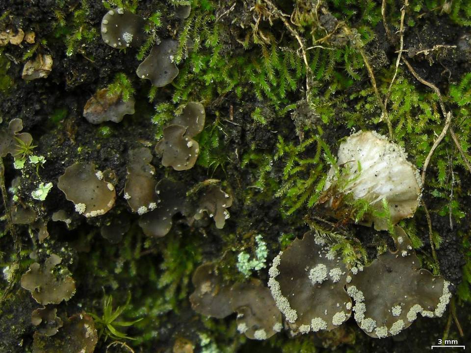Peltigera ulcerata image