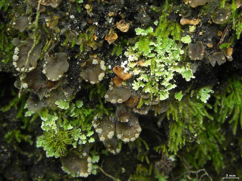 Peltigera ulcerata image