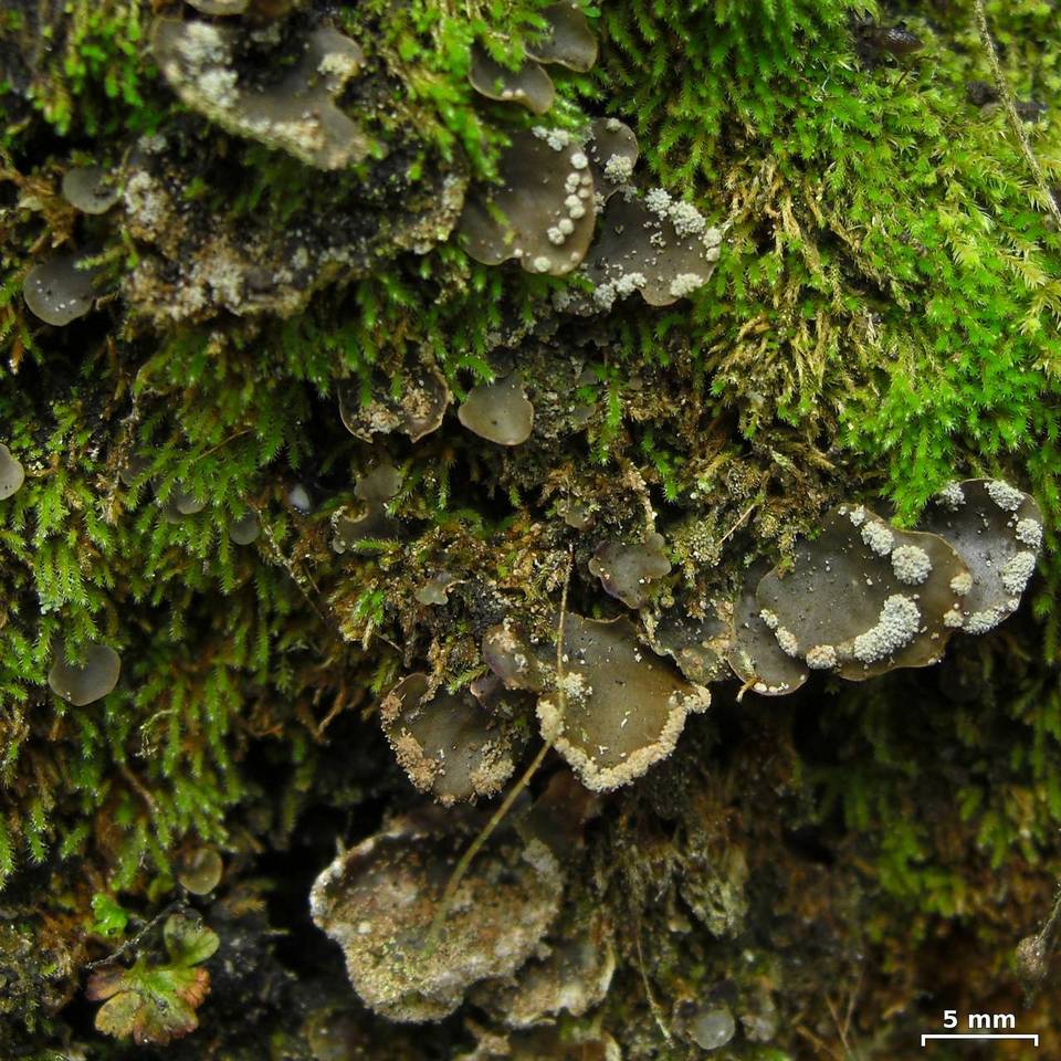 Peltigera ulcerata image
