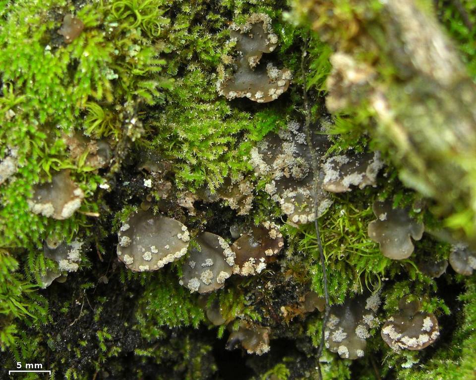 Peltigera ulcerata image