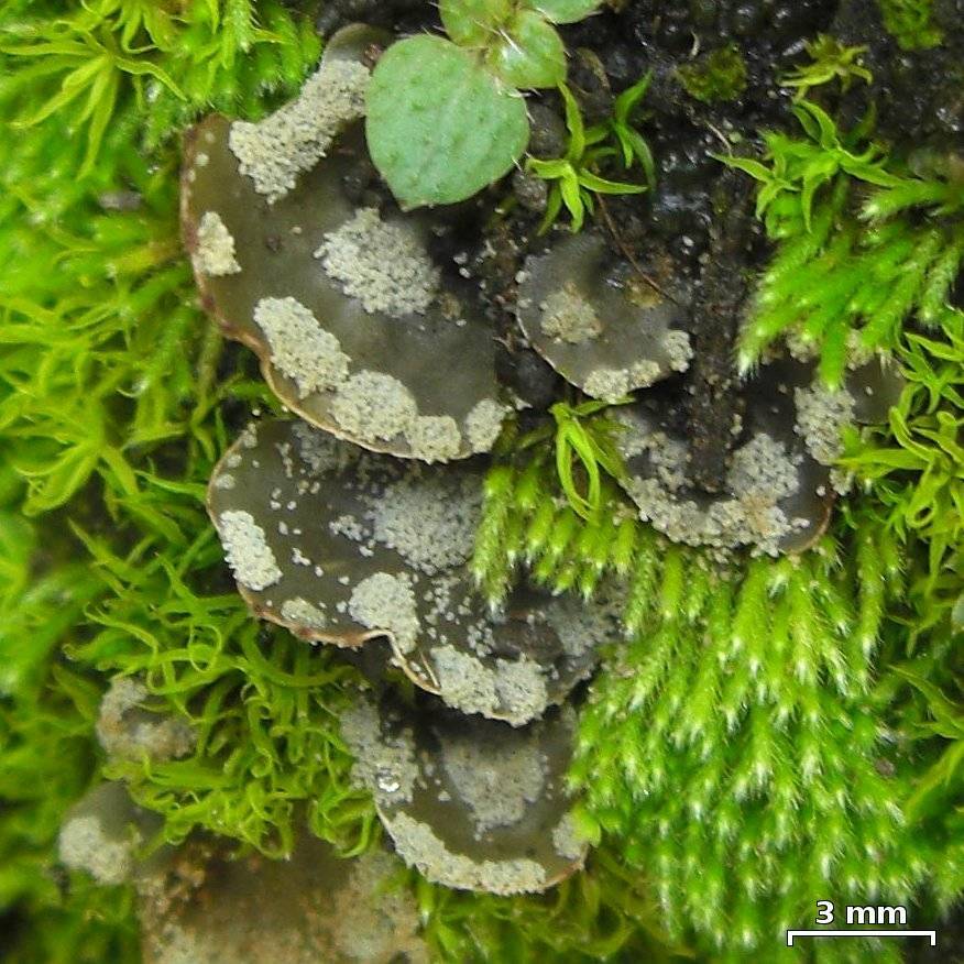 Peltigera ulcerata image