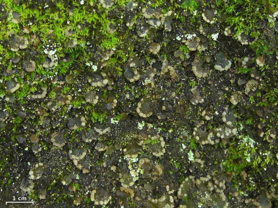 Peltigera ulcerata image