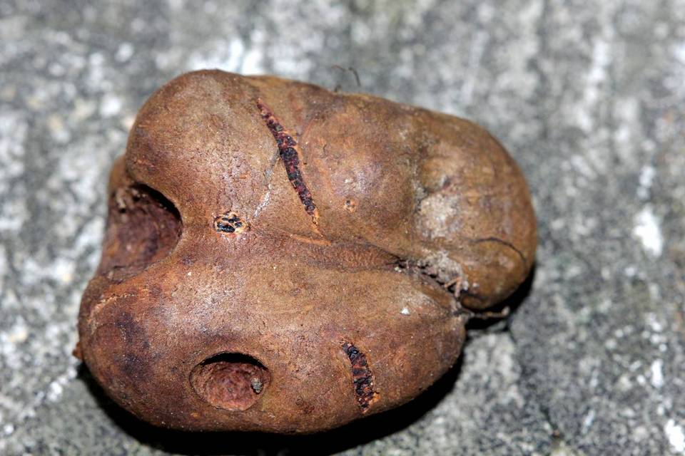 Melanogaster broomeanus image