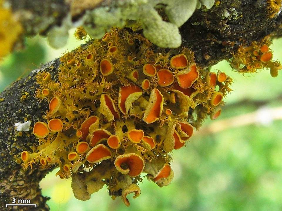 Teloschistes hosseusianus image