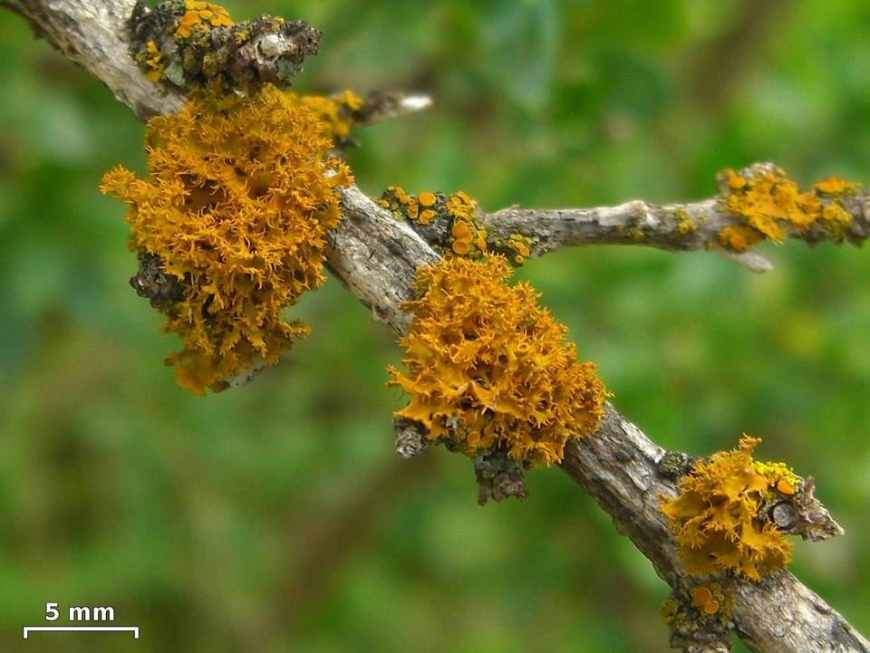Teloschistes hosseusianus image