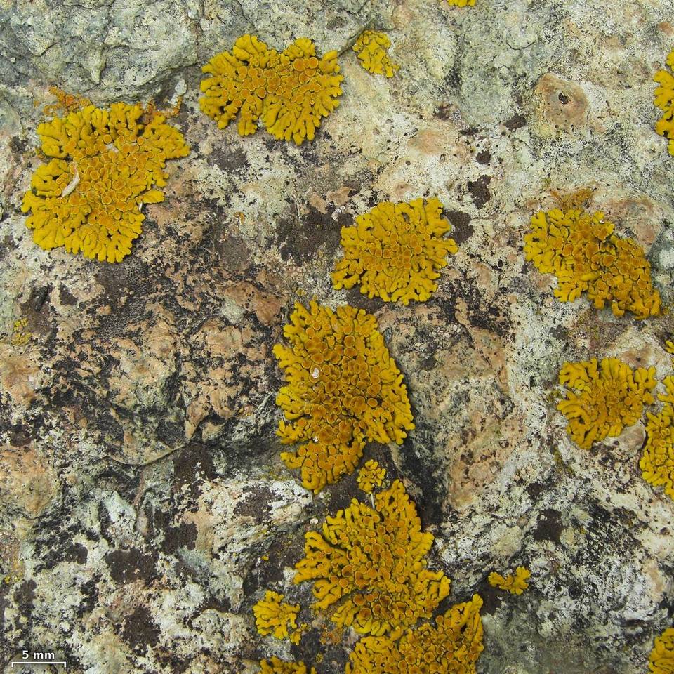 Placomaronea image