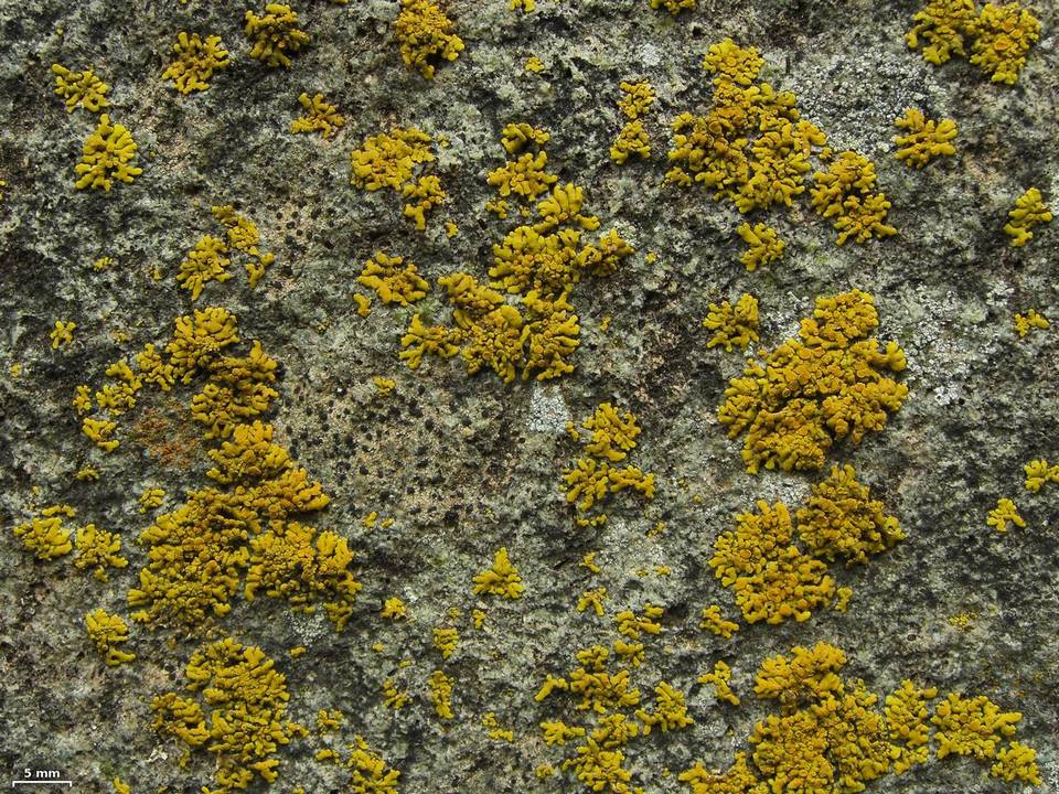 Placomaronea candelarioides image