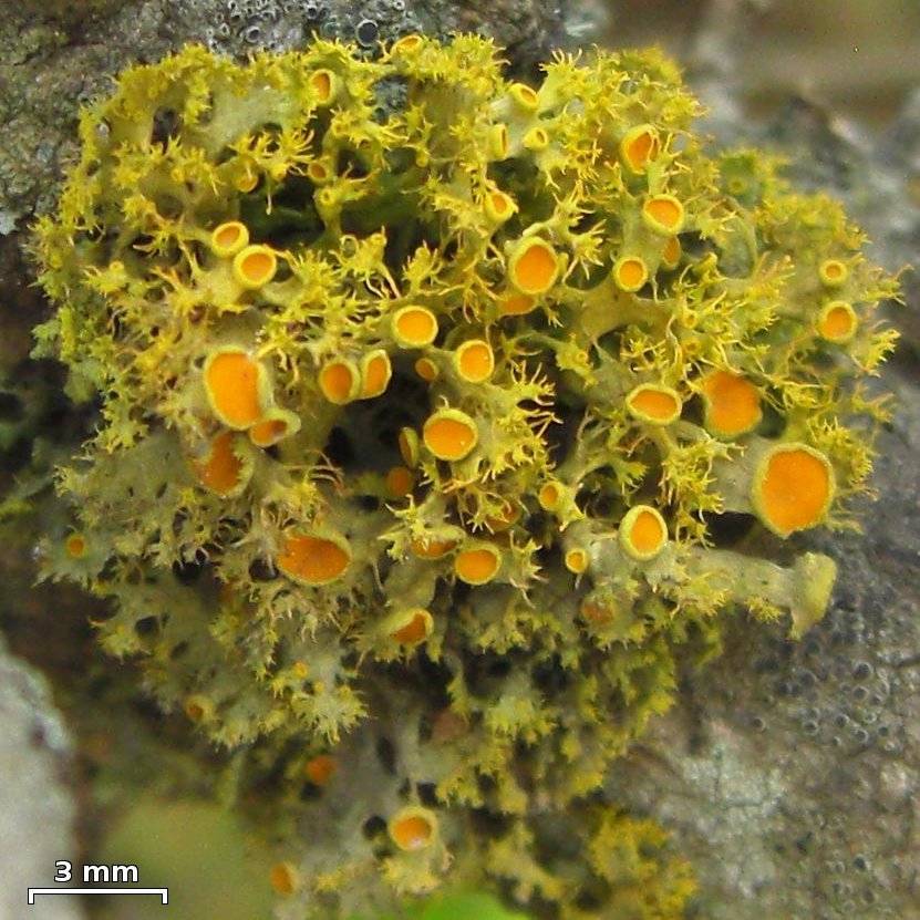 Teloschistes hosseusianus image