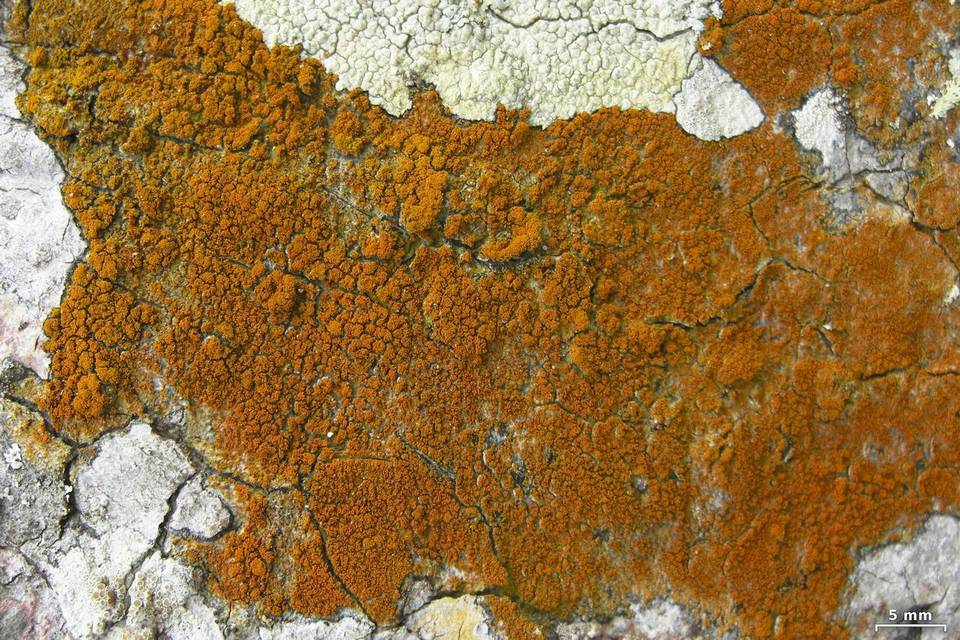 Caloplaca epiphora image