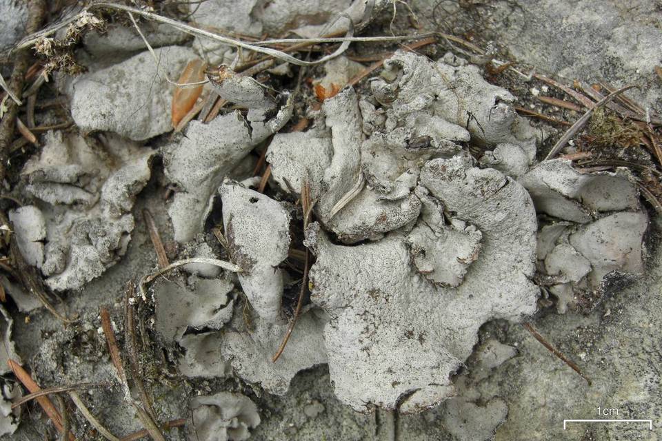 Dermatocarpon atrogranulosum image