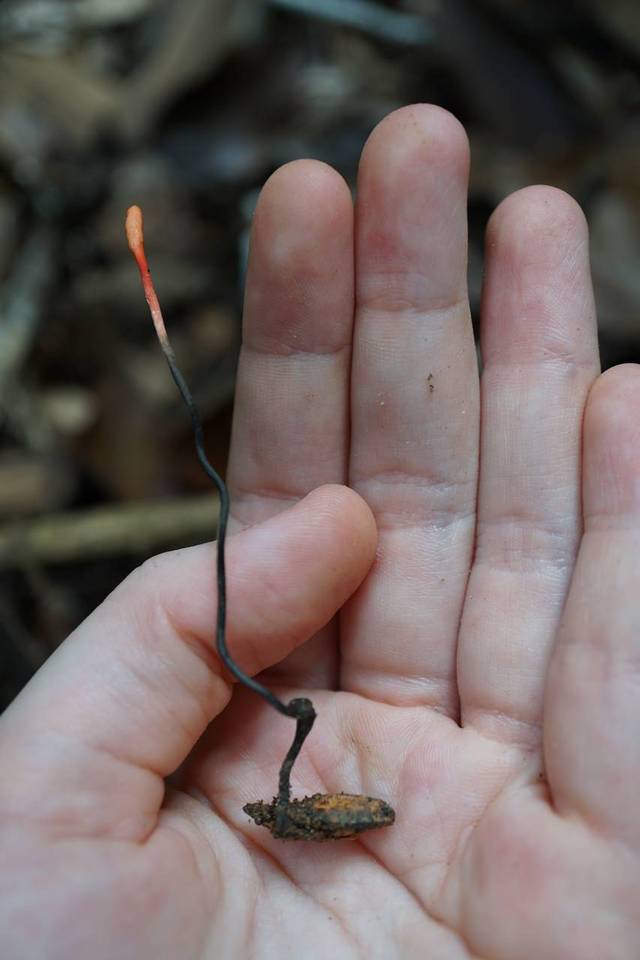 Cordyceps nutans image