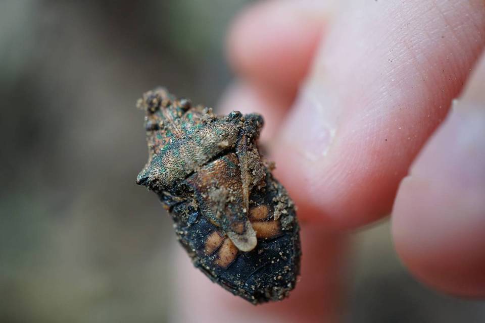 Cordyceps nutans image