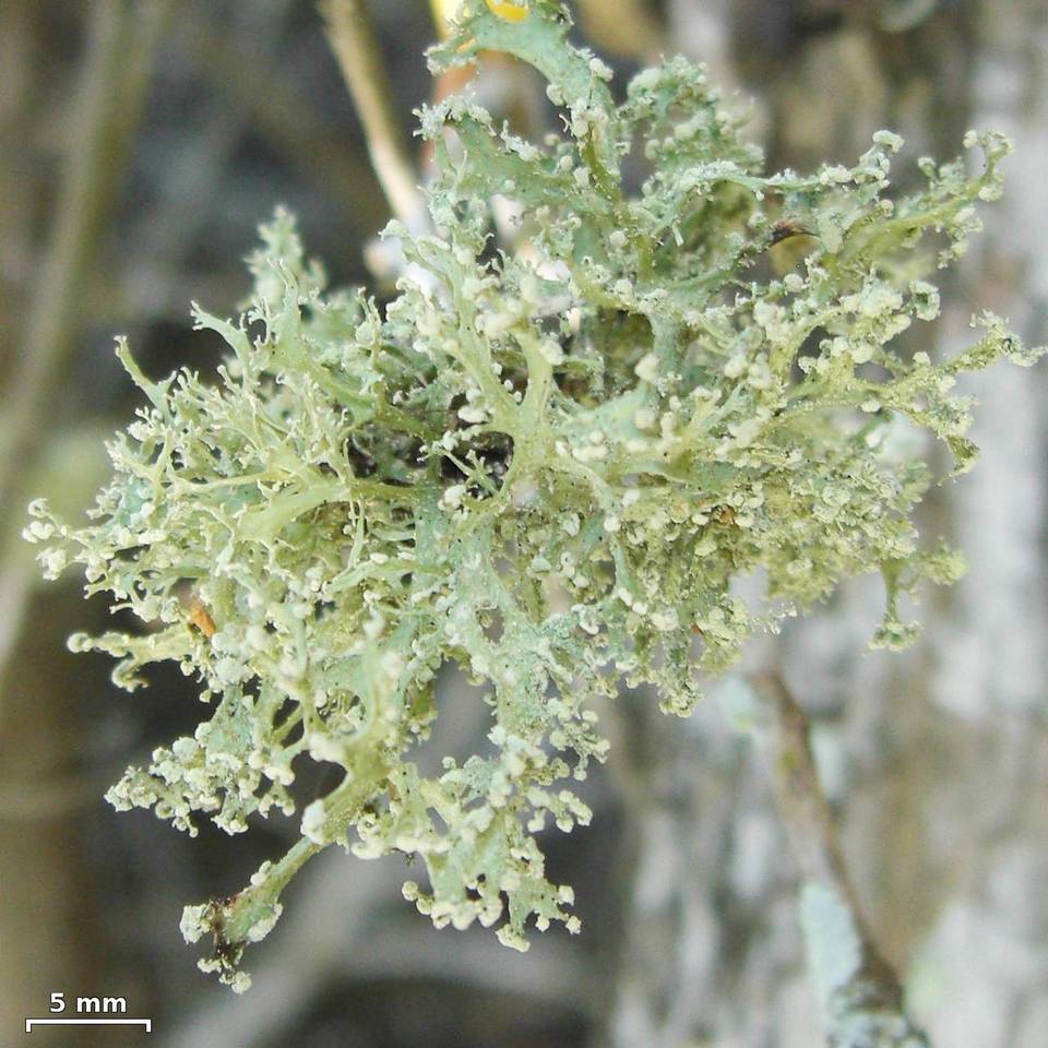 Ramalina sorediantha image