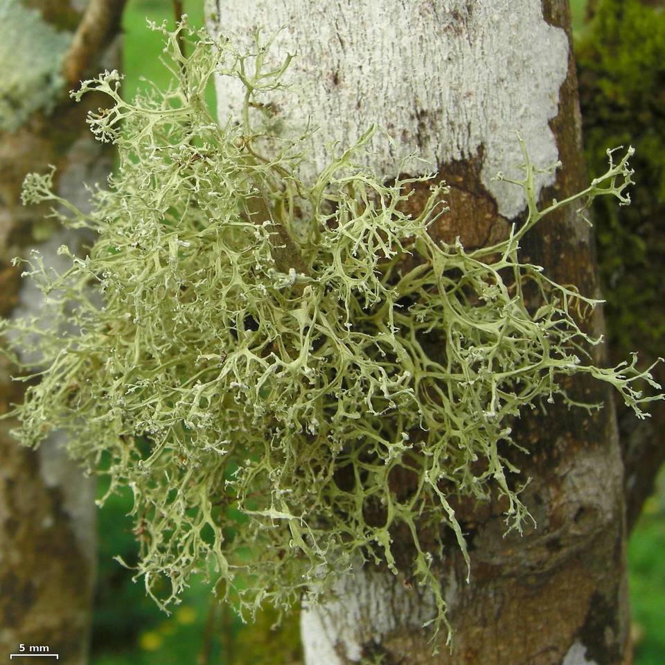 Ramalina sorediantha image