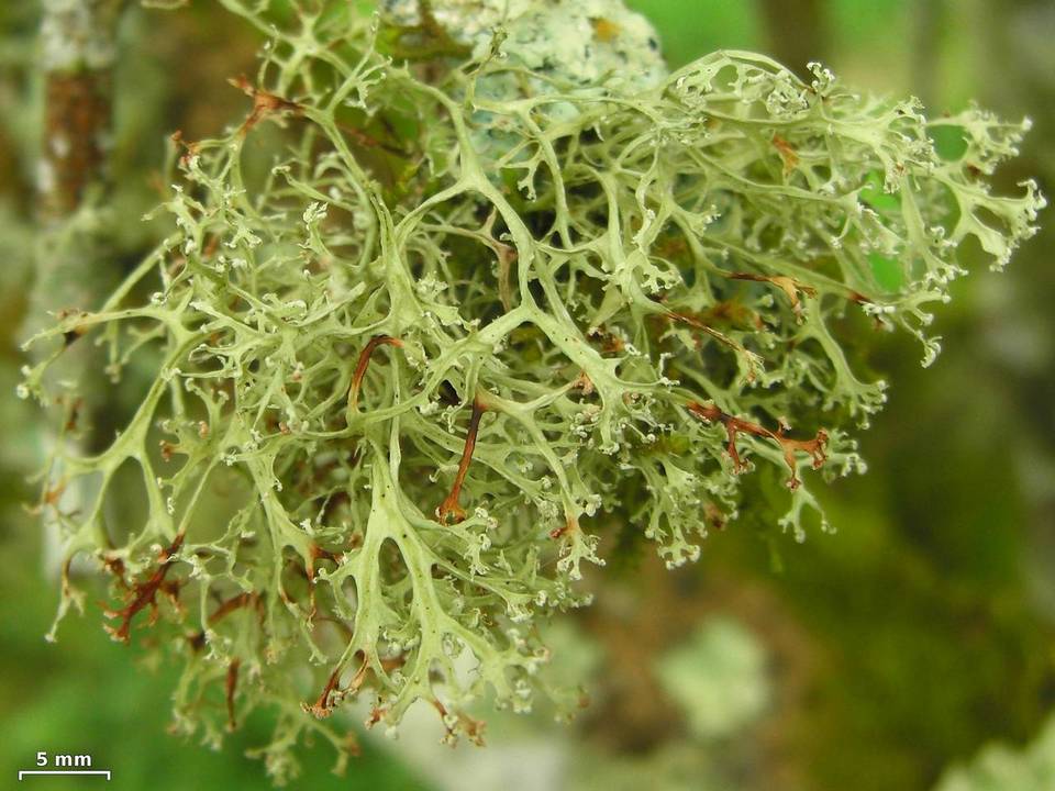 Ramalina sorediantha image