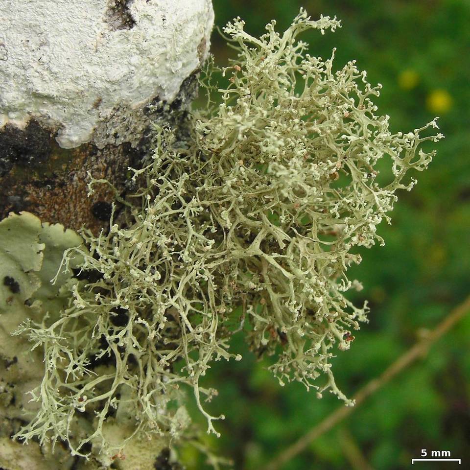 Ramalina sorediantha image