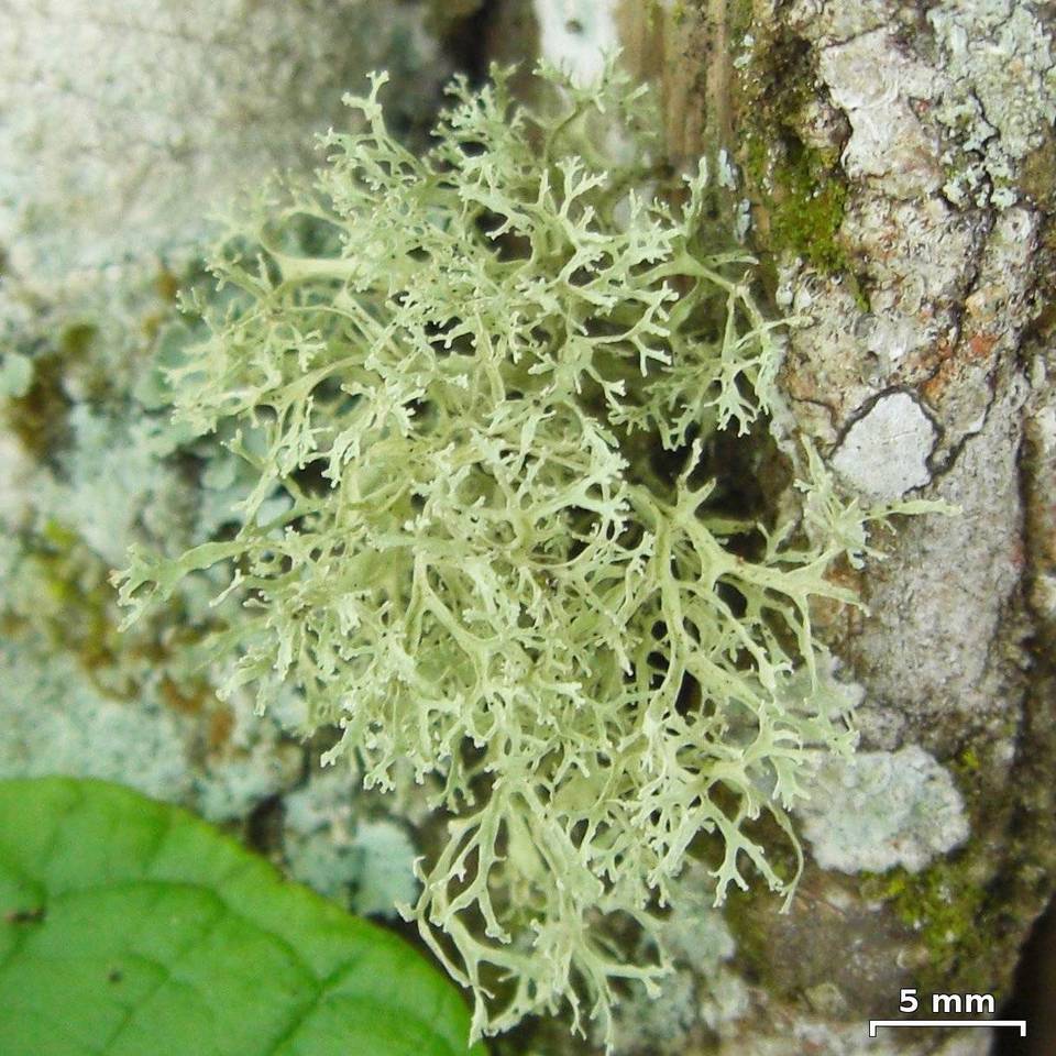 Ramalina sorediantha image