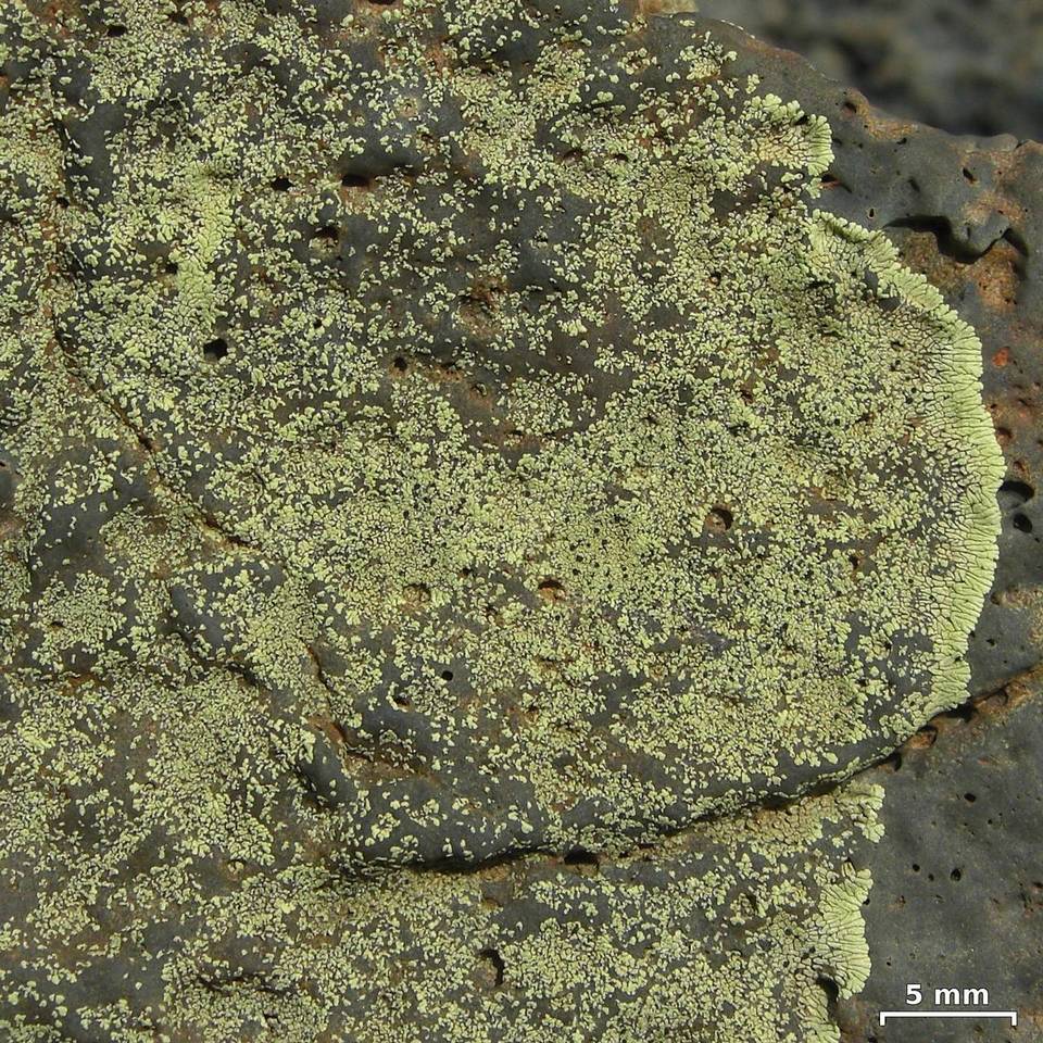 Buellia straminea image