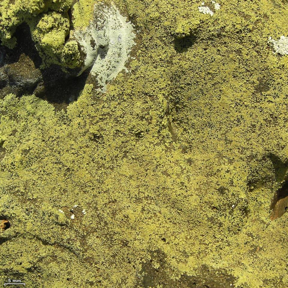 Buellia straminea image