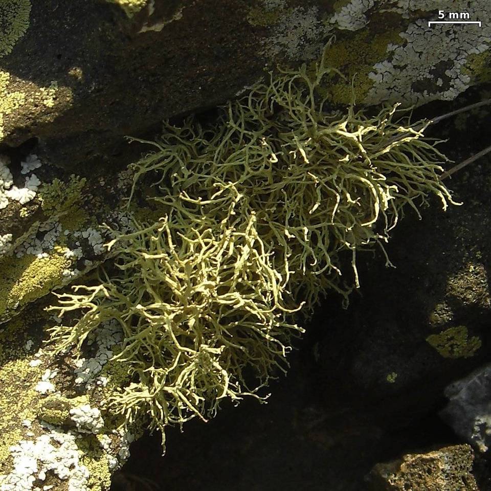Ramalina fragilis image