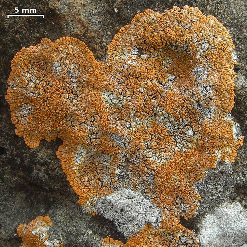 Caloplaca brouardii image