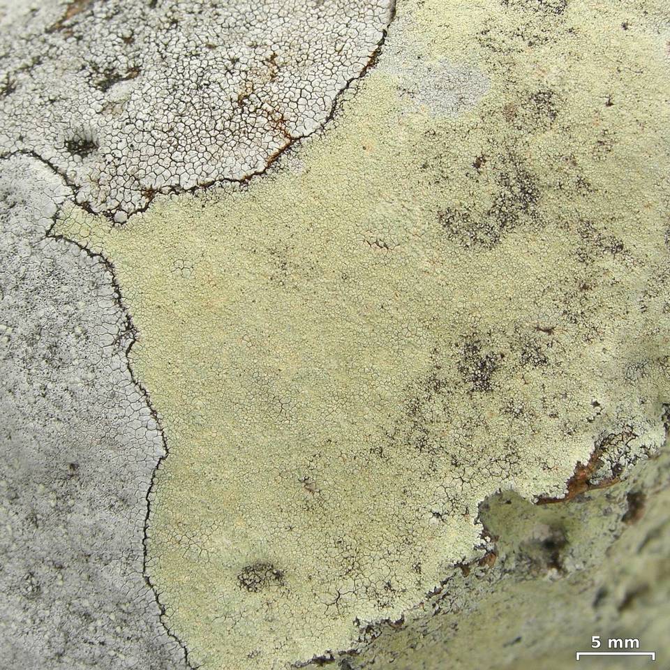 Lecanora sulfurescens image