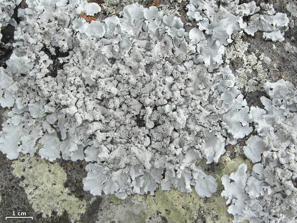 Canoparmelia raunkiaeri image