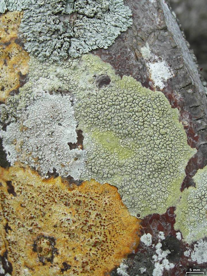Pertusaria xanthodes image