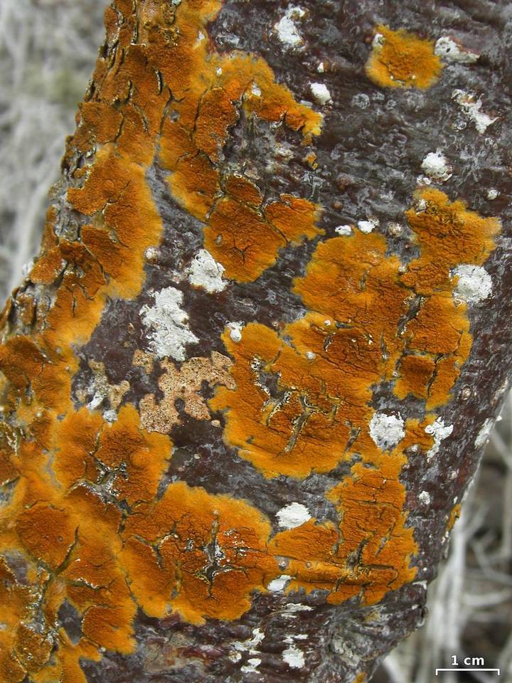 Pyrenula cerina image