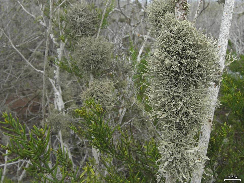 Roccella gracilis image
