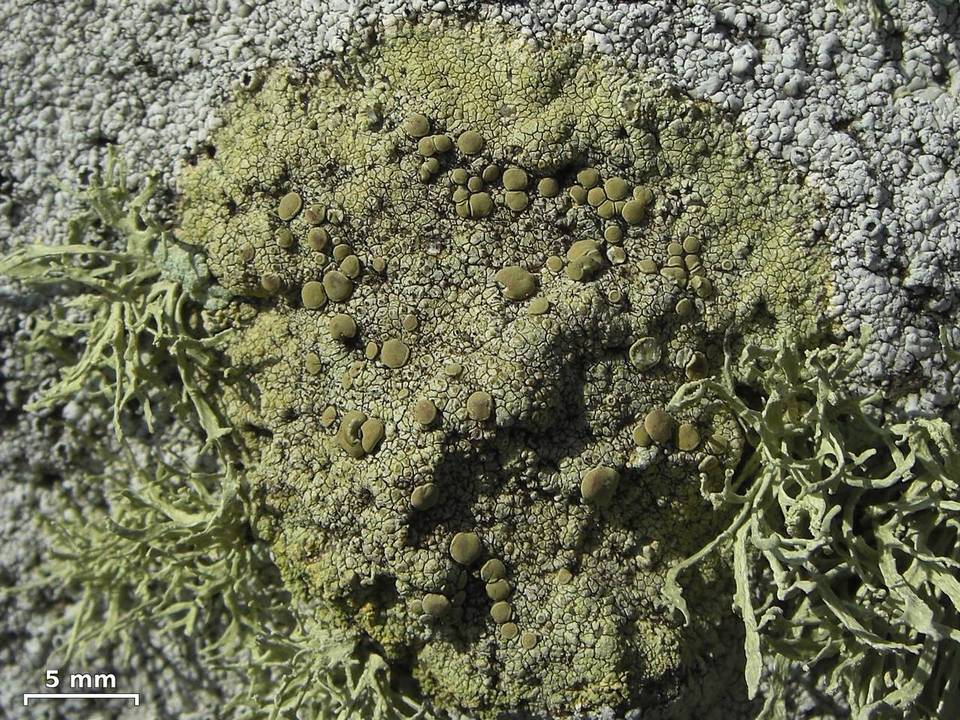 Lecanora sulfurescens image
